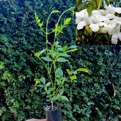 Pandorea Lady Di