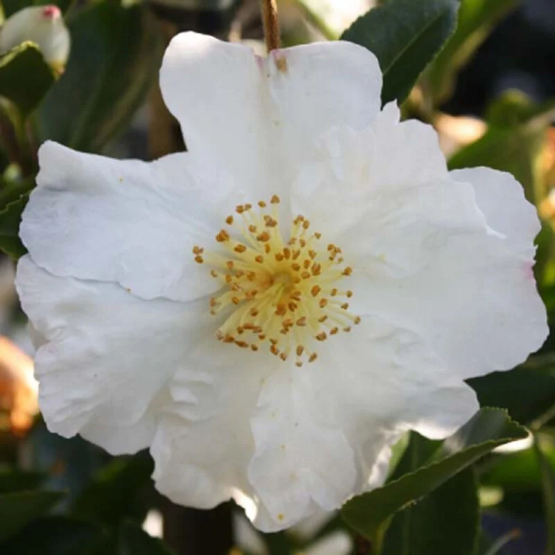 Buy Camellia sasanqua Setsugekka from Fernview Nurseries