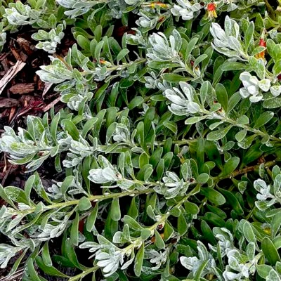 Erempohila