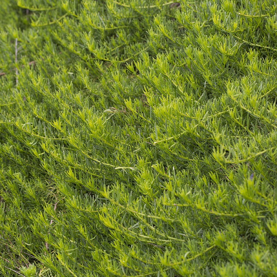 Myoporum parvifolium fine leaf